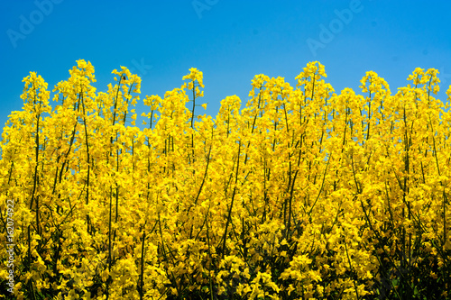 Landscape with rape flowers and blue sky