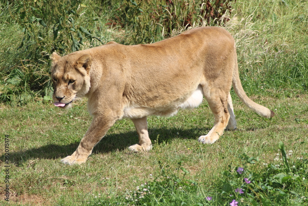 Fototapeta premium Tasty Meat