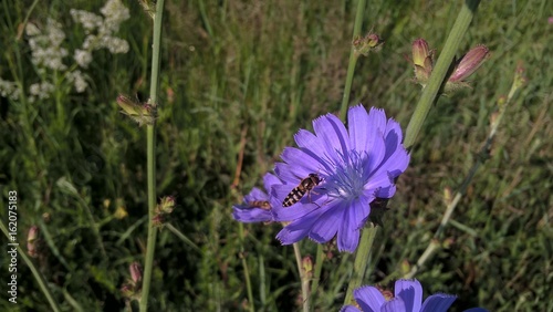 Purple flower. Slovakia