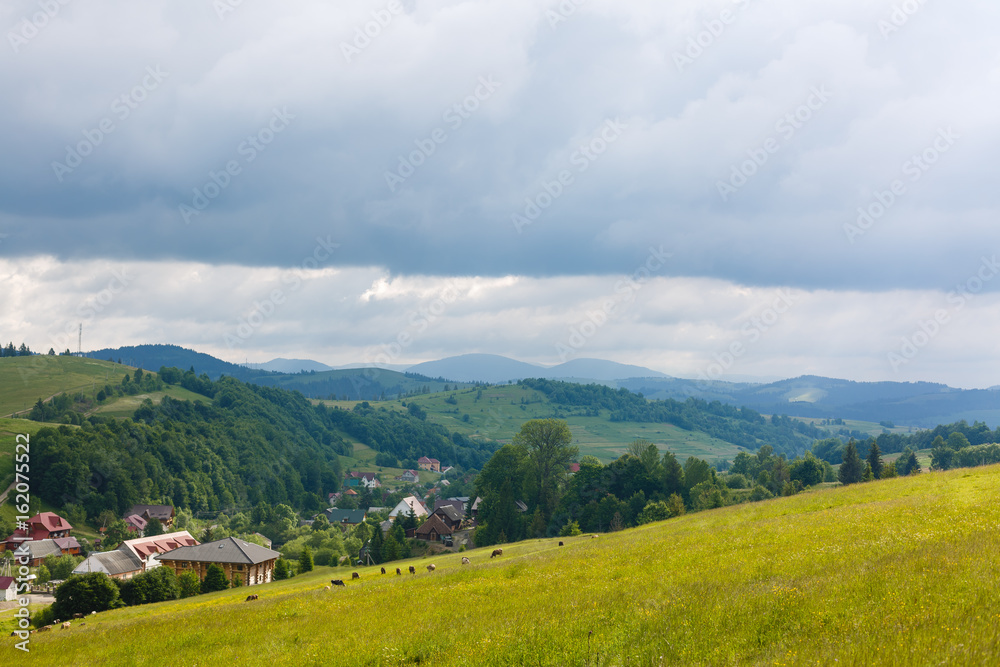 Obraz premium few cows grazing on hillside meadow. fence on rural fields near the forest. beautiful countryside summer landscape