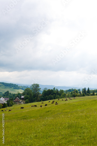 few cows grazing on hillside meadow. fence on rural fields near the forest. beautiful countryside summer landscape