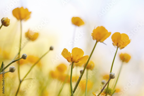 The field yellow blossoming buttercups. © Azaliya (Elya Vatel)