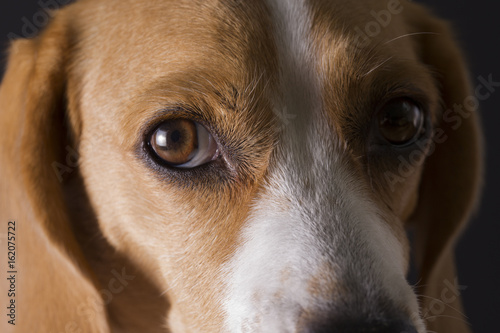 Close-up shot of young beagle face.