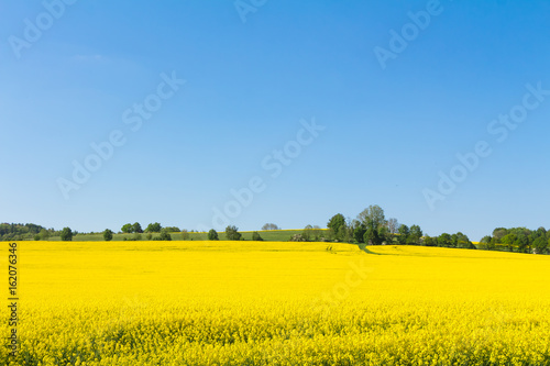 Gelbe Bl  ten im Rapsfeld und blauer im Himmel mit Wolken - Fr  hling im Mai
