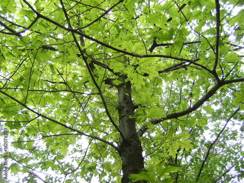 Maple tree in the summer