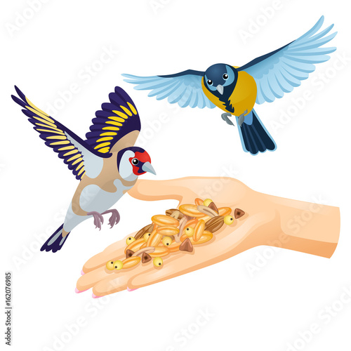 Goldfinch and titmouse are flying over hand with cereals / Woman feeding birds from her hand on white background
