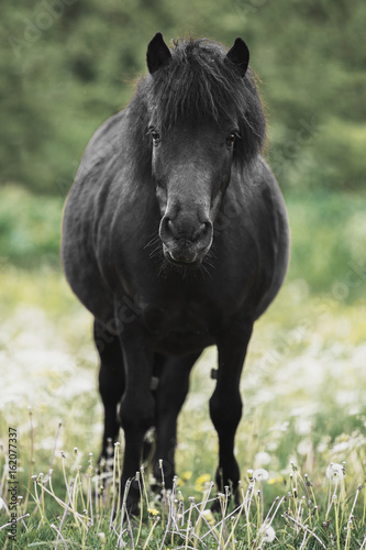 Black Shetland pony © julia_siomuha
