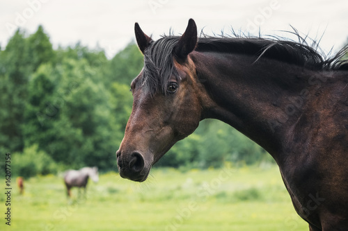 Fototapeta Naklejka Na Ścianę i Meble -  Portrait of a bay horse