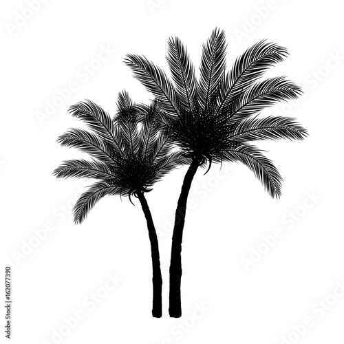 Black Palm Tree Silhouette on White Background   Vector Design