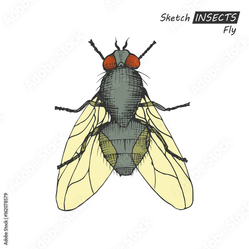 Hand drawn fly