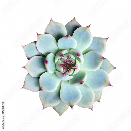 echeveria succulent plant on white background, top view
