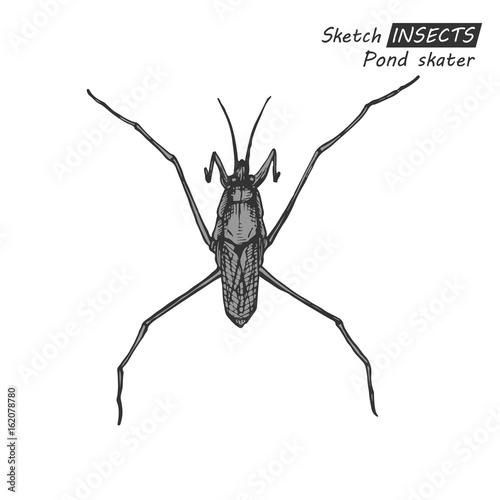 Hand drawn pond skater