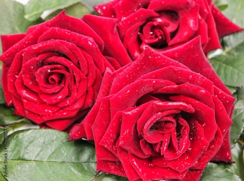 Composition from red roses against the background of green leaves