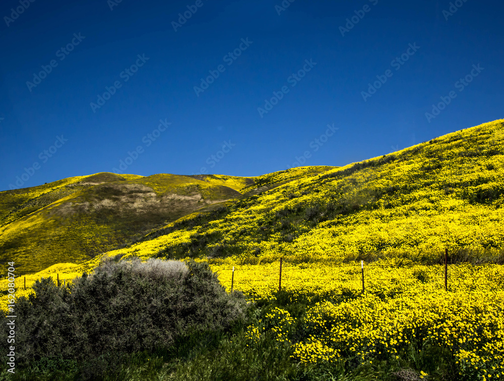 Flower field mountain during spring in California Flower field mountain during spring in California
