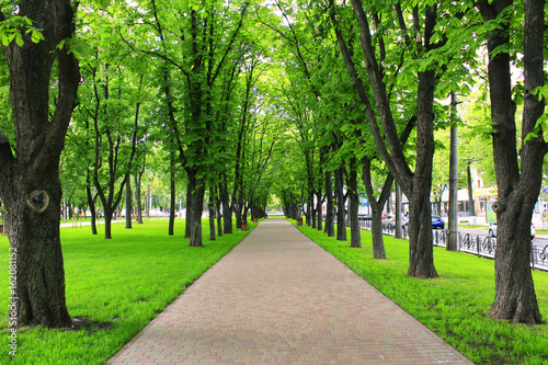 Fototapeta Naklejka Na Ścianę i Meble -  park with green trees