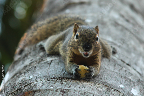 Chipmunk in Bali