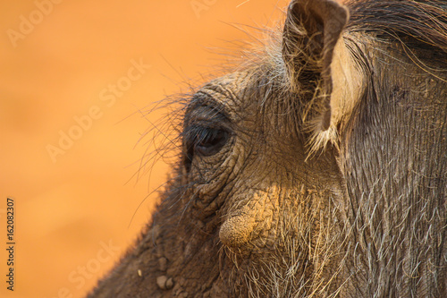 Little Pig in Zimbabwe Portrait