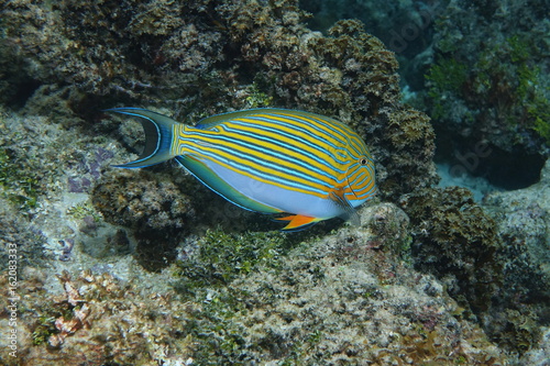 Colorful tropical fish lined surgeonfish Acanthurus lineatus  underwater in the lagoon of Bora Bora  Pacific ocean  French Polynesia