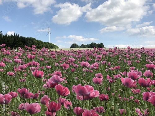 bl  hendes Mohnfeld mit Windrad und W  ldchen im Hintergrund