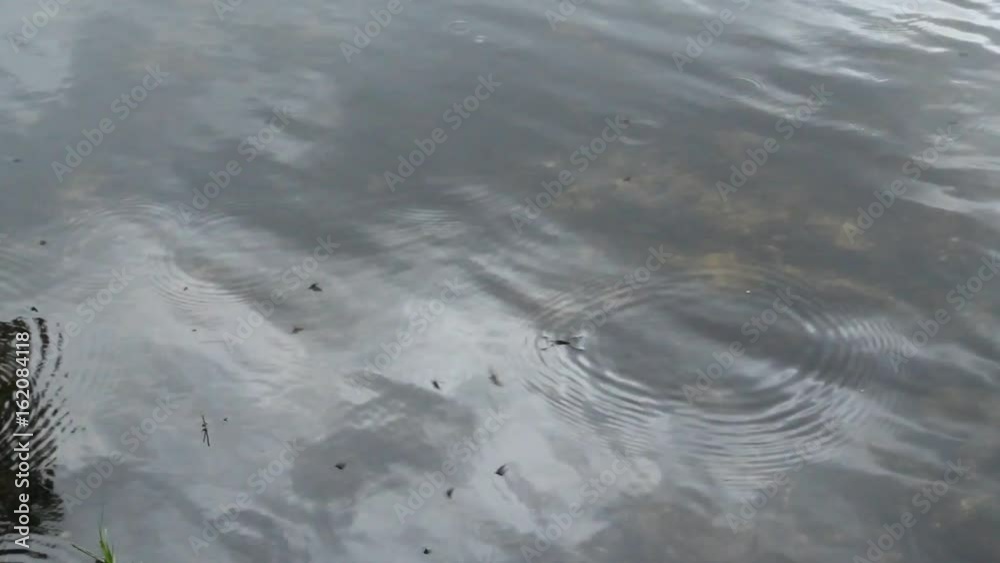 In, video, small, part, surface, pond., The, rain comes forms ripples butterflies flying around Does water Strider Gerridae is already running water In, video, small, part, surface, pond., The, rain comes forms ripples butterflies flying around Does water Strider Gerridae is already running water