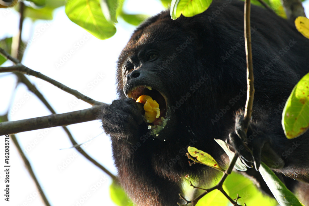 Naklejka premium Black Howler Monkey eats a Cashew Fruit