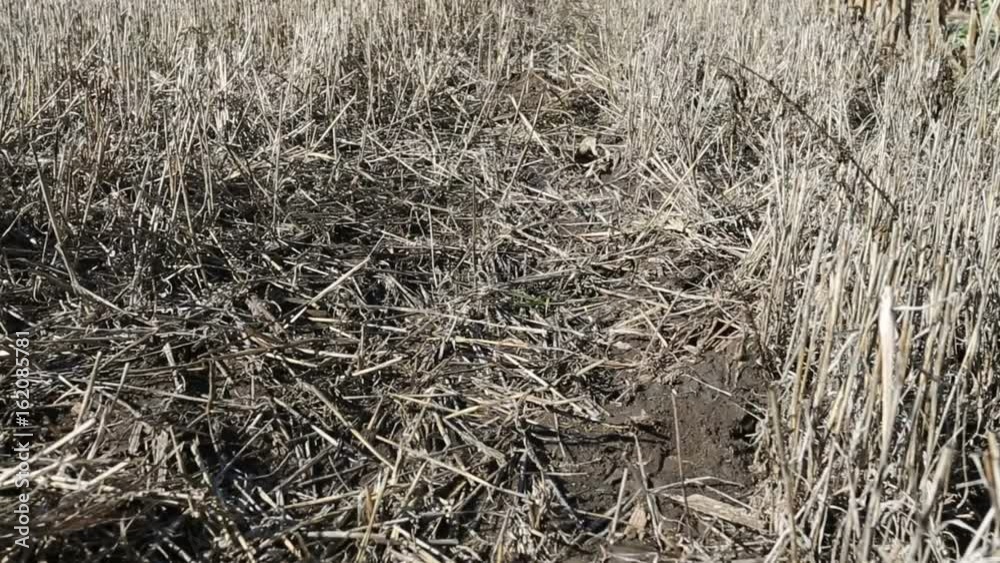 Agronomist Inspecting Maize Plant Farm Harvest Corn Field Agronomist Inspecting Maize Plant Farm Harvest Corn Field