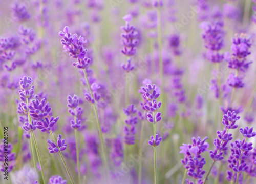 lavender flowers closeup © santiago silver
