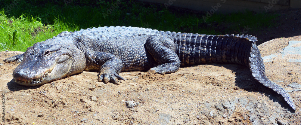 Naklejka premium Aligator to krokodyl z rodzaju Alligator z rodziny Alligatoridae. Dwa żyjące gatunki to aligato amerykańskie i aligator chiński.