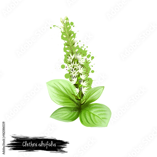 Digital art illustration of Clethra alnifolia isolated on white. Hand drawn flowering bush Summersweet. Colorful botanical drawing. Greeting card, birthday, anniversary, wedding graphic clipart design photo