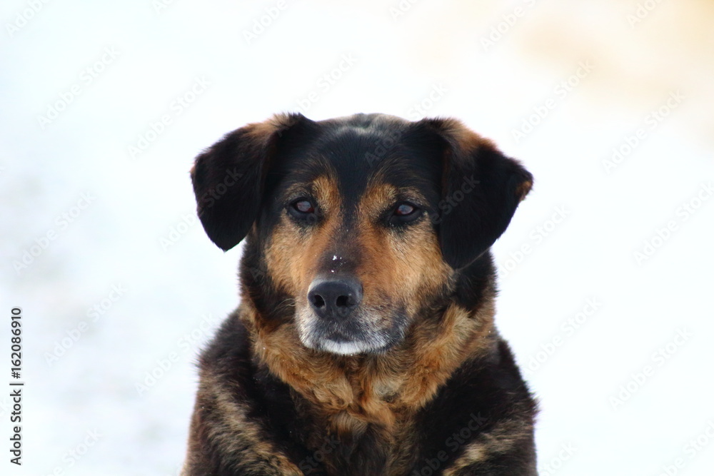 Labrador dog in the winter