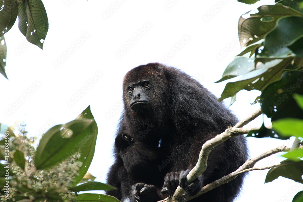 Obraz premium Guatemalan Black Howler Monkey with a Baby - Baboon