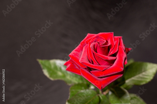 Fototapeta Naklejka Na Ścianę i Meble -  Red rose flower on a dark background
