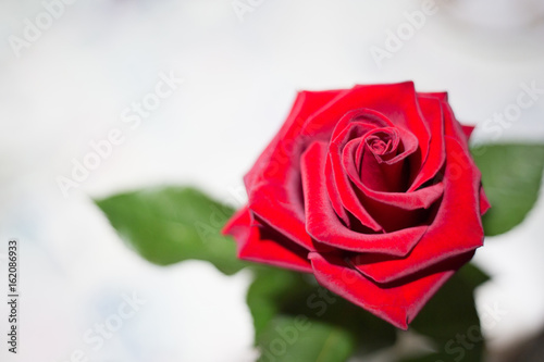 Red rose flower on a light background