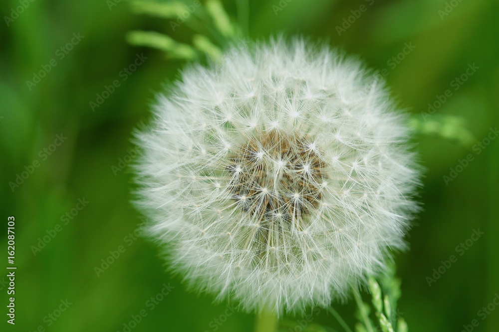 White dandelion in the summer Park White dandelion in the summer Park
