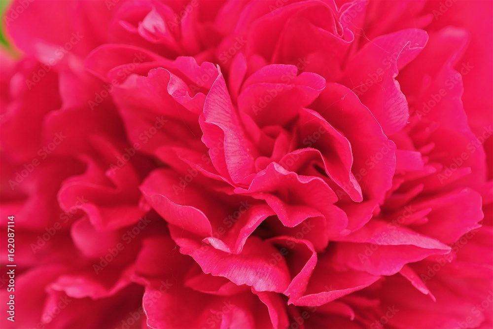 Beautiful scarlet peonies in the summer Park Beautiful scarlet peonies in the summer Park