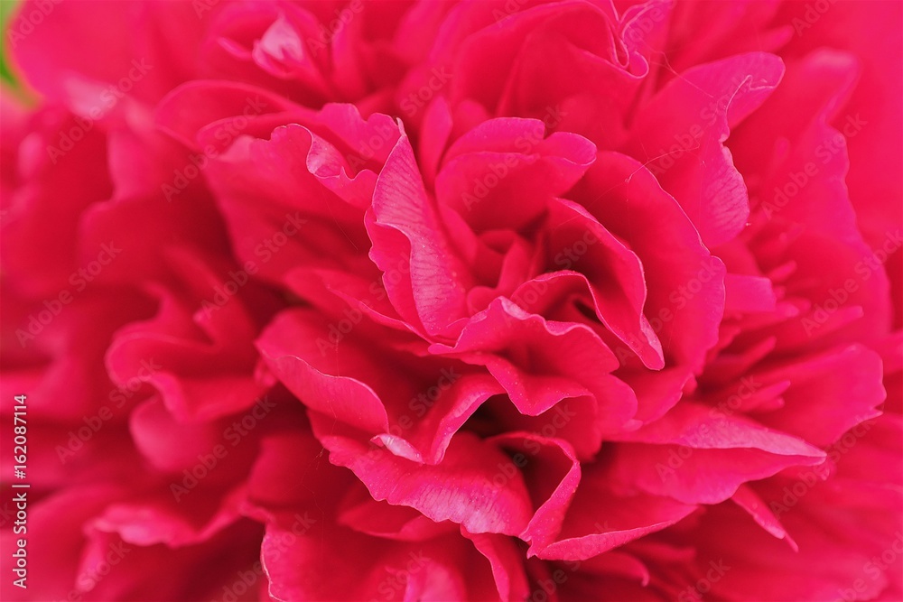 Beautiful scarlet peonies in the summer Park