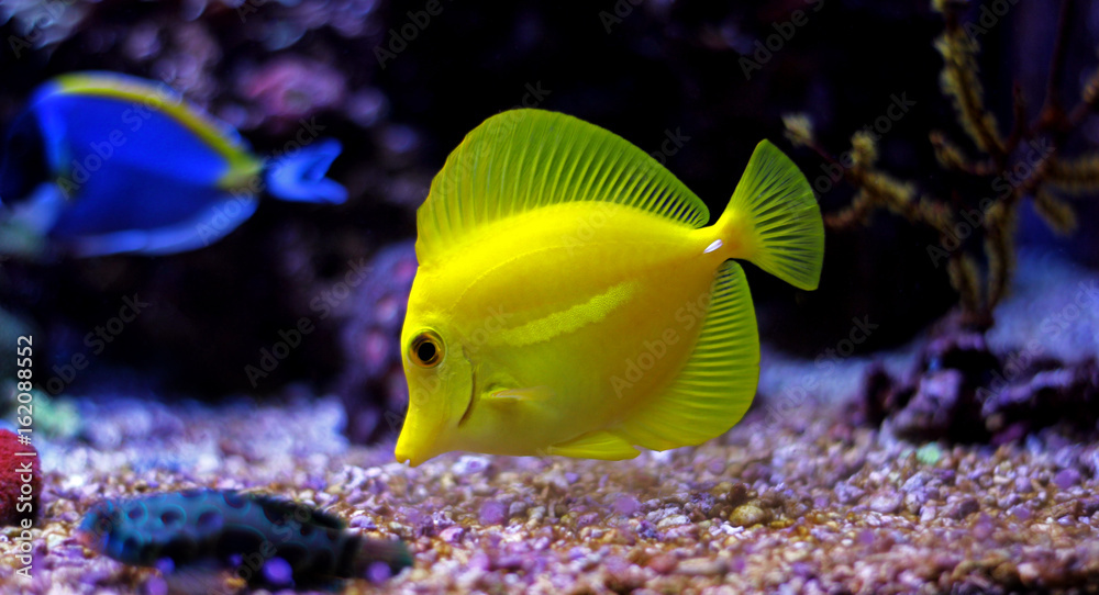 Yellow Tang - (Zebrasoma flavescens) Yellow Tang - (Zebrasoma flavescens)