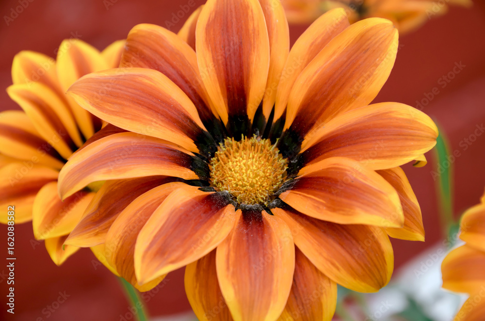 Gazania flower Gazania flower