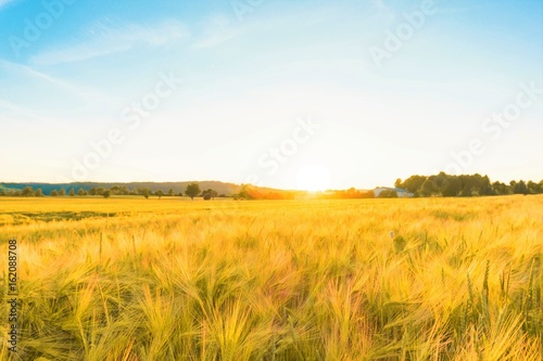 Golden rye field