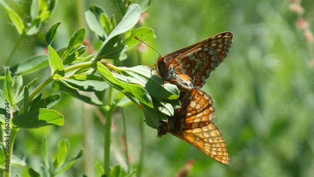 Close up of a pairing couple of marsh fritillary 