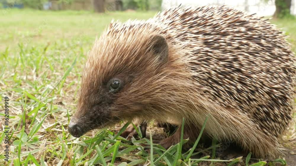 A wild hedgehog is eating pieces of meat on the grass in the garden. Close-up A wild hedgehog is eating pieces of meat on the grass in the garden. Close-up