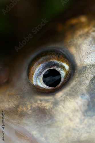 Fisch Close-up