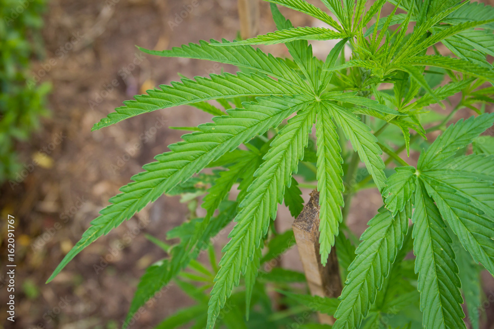 Organic marijuana leaf in garden close up.