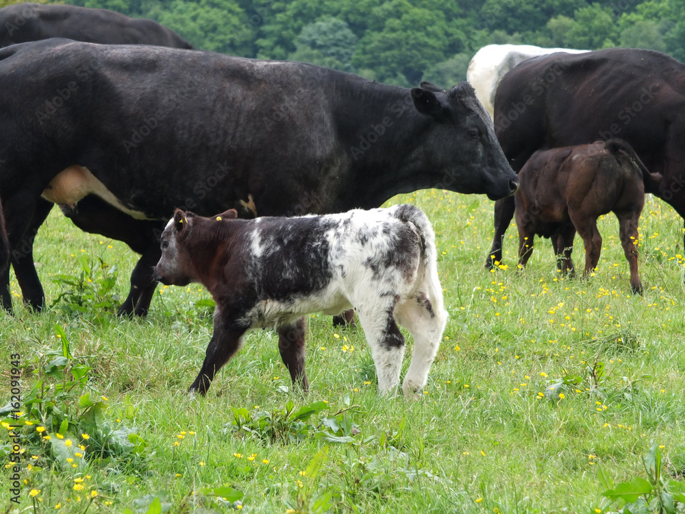 cows and calves in a green field with trees in background