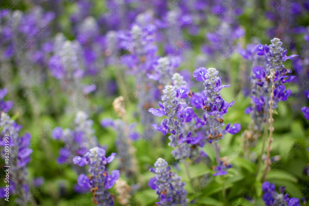 Beautiful lavenders close up in the garden with blurred larvender field background.