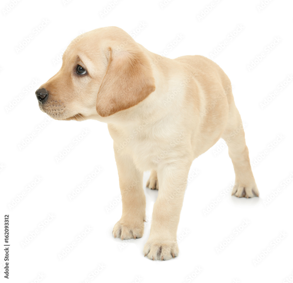Cute labrador retriever puppy on white background Cute labrador retriever puppy on white background
