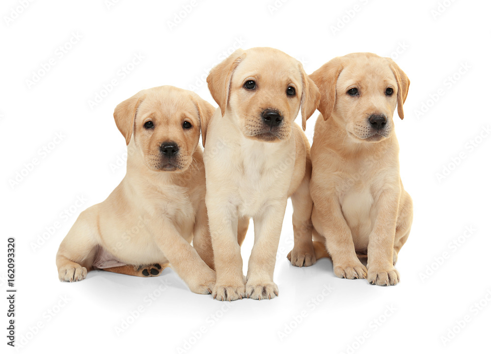 Cute labrador retriever puppies on white background