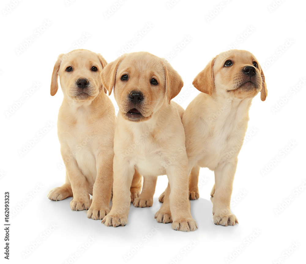 Cute labrador retriever puppies on white background Cute labrador retriever puppies on white background