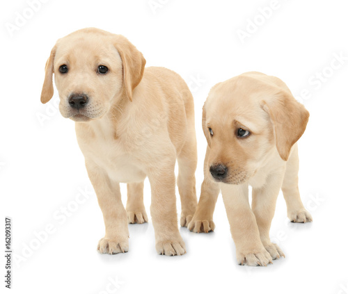 Cute labrador retriever puppies on white background