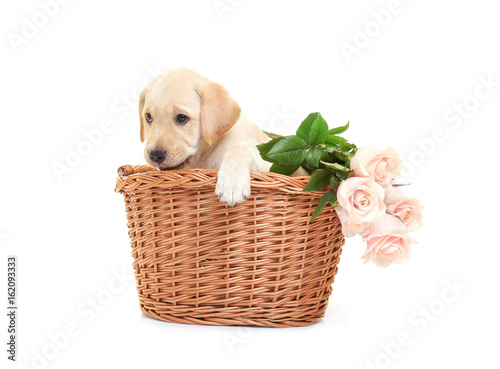 Cute labrador retriever puppy in wicker basket and bouquet of flowers on white background